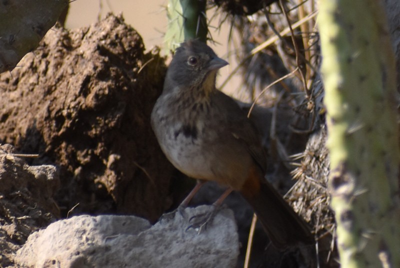 Canyon Towhee - Adrian Romo Garcia