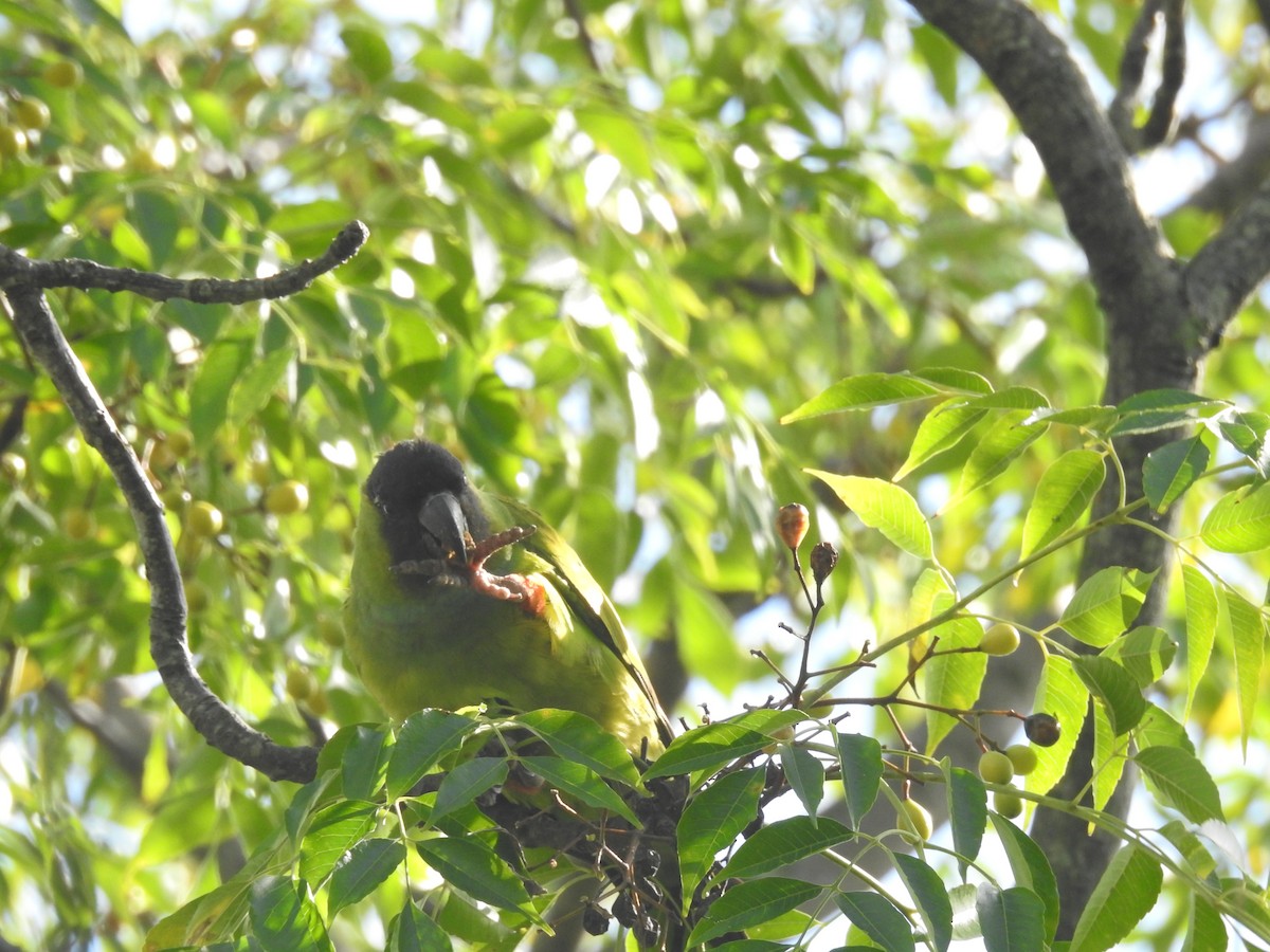 Nanday Parakeet - Eduardo Kucich