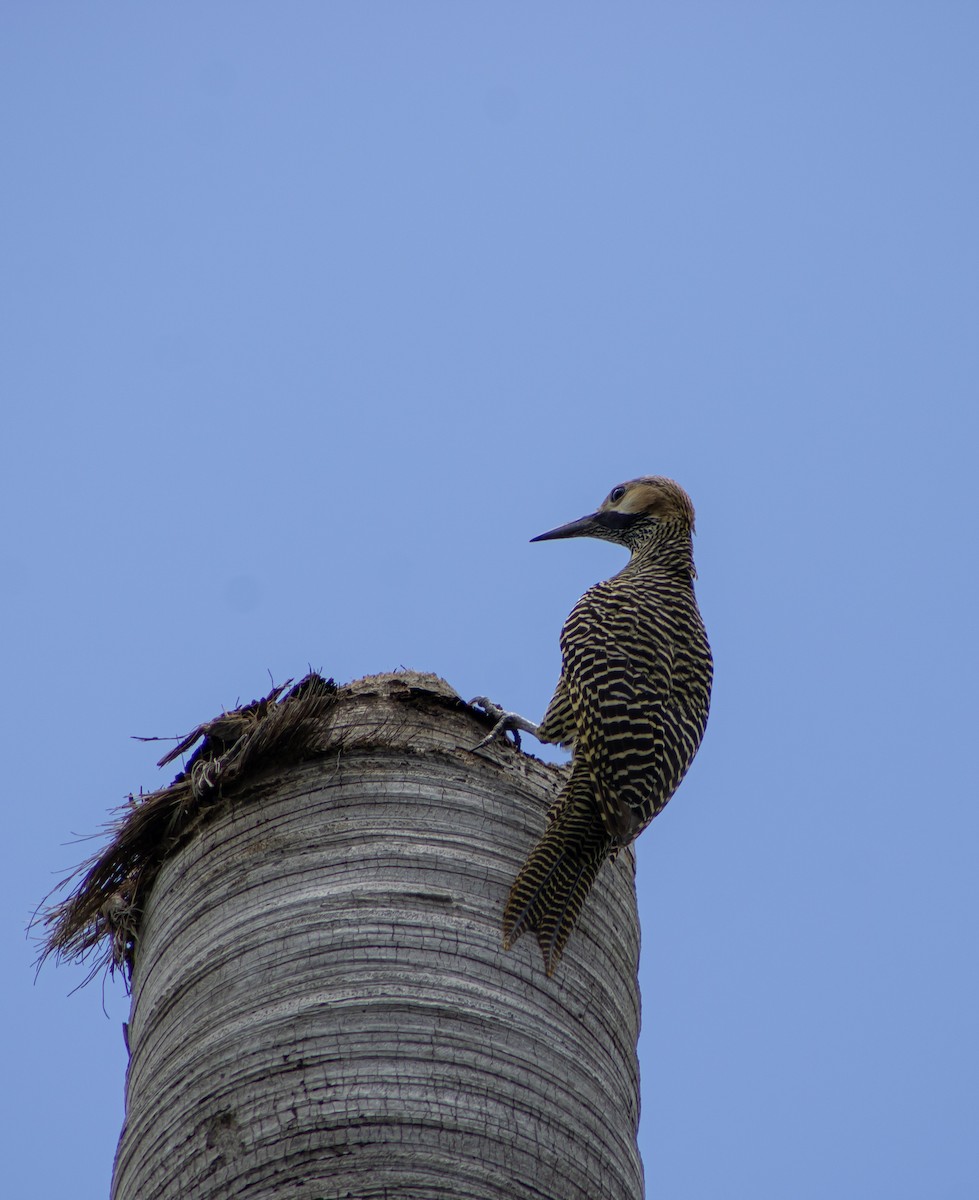 Fernandina's Flicker - ML619185801