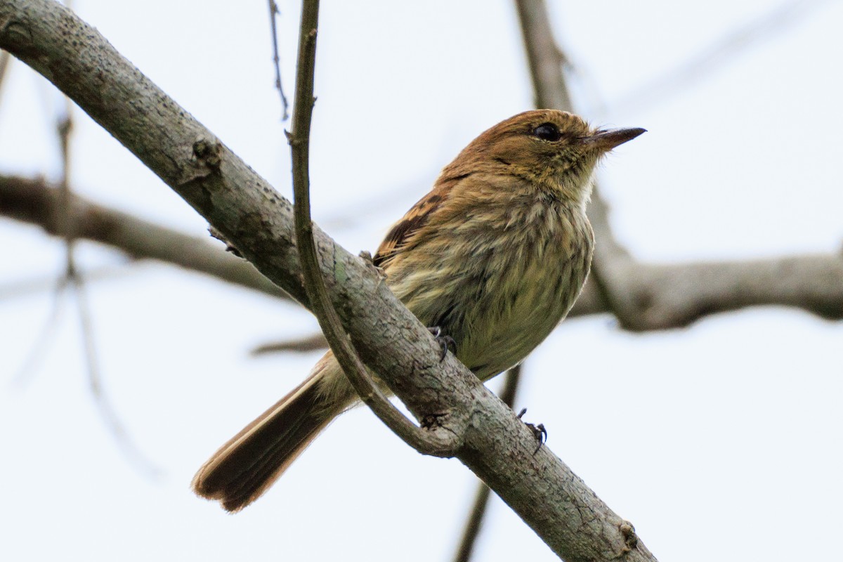 Bran-colored Flycatcher - Norman Graf