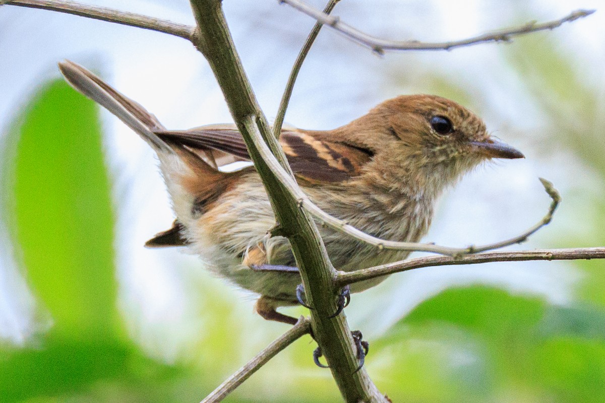 Bran-colored Flycatcher - ML619185804