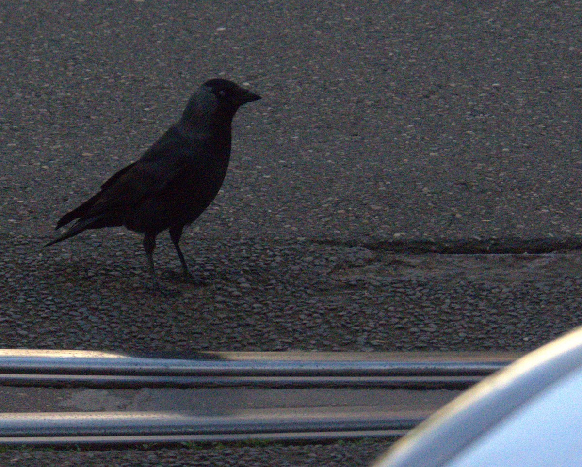 Eurasian Jackdaw - Andy Jenkins