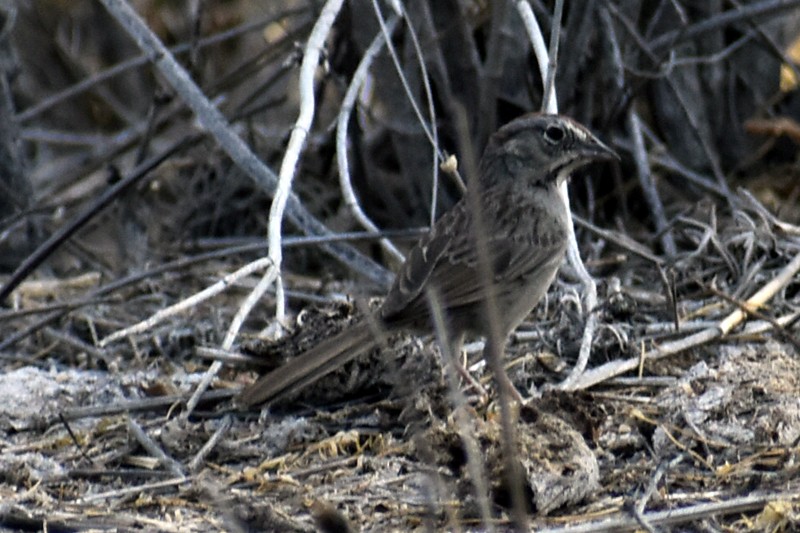 Rufous-crowned Sparrow - Adrian Romo Garcia