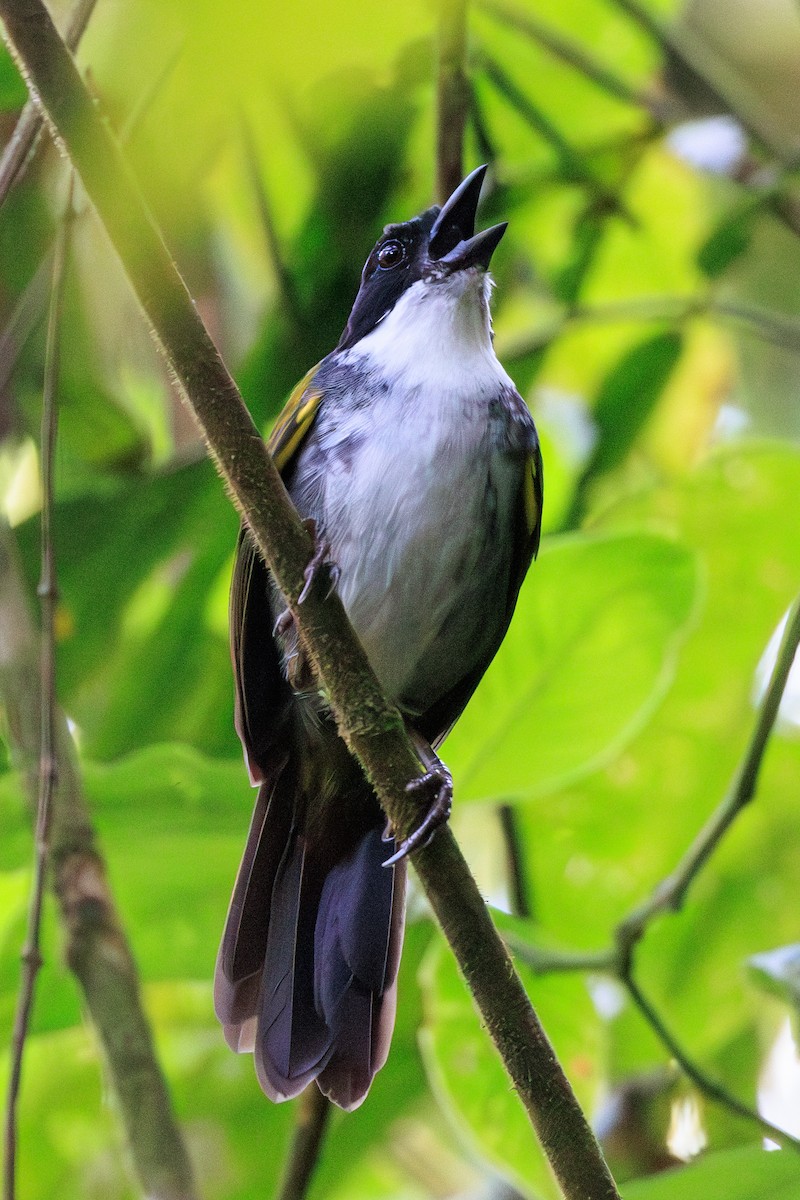 Costa Rican Brushfinch - Norman Graf