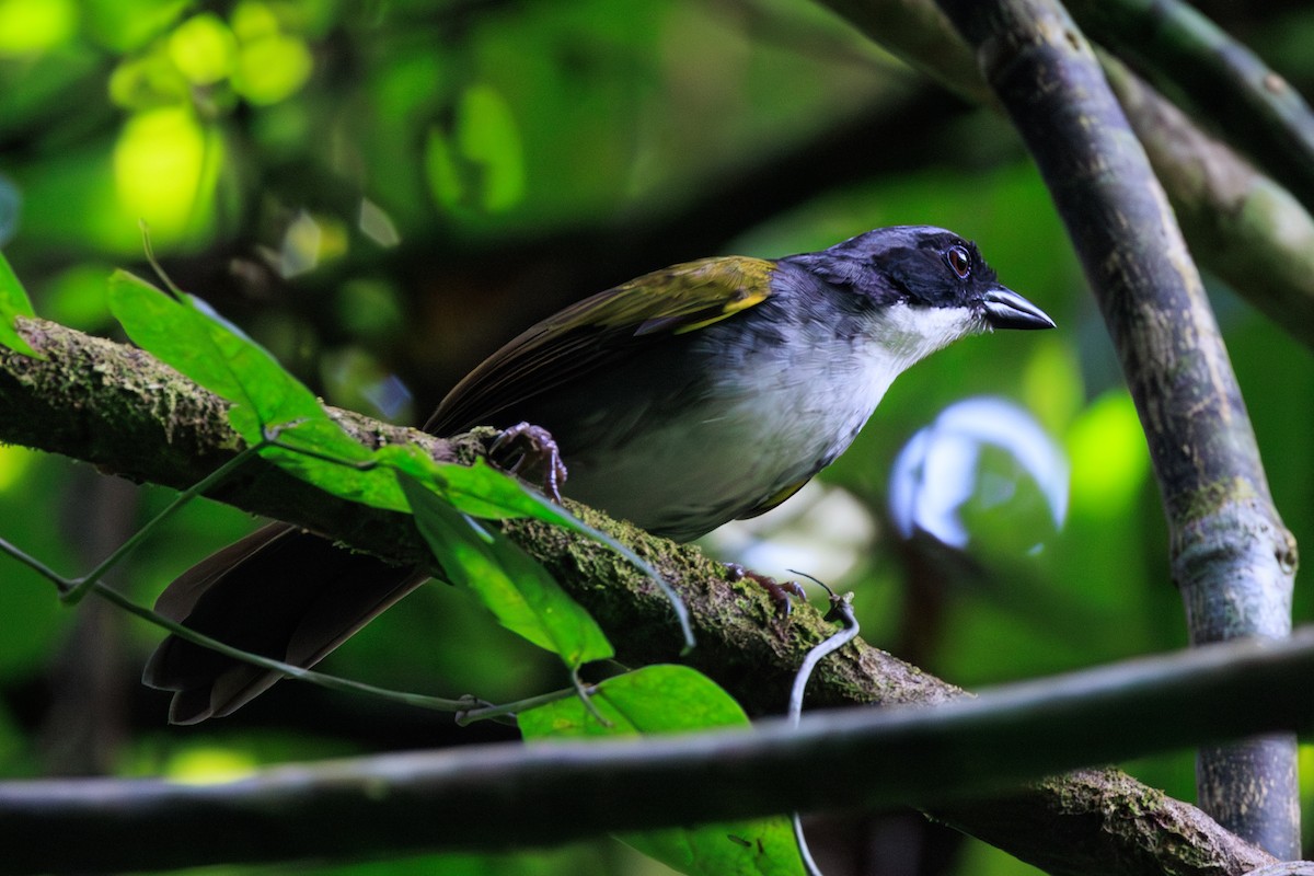 Costa Rican Brushfinch - Norman Graf