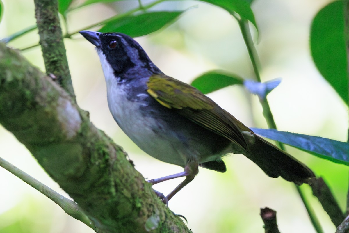 Costa Rican Brushfinch - ML619185822