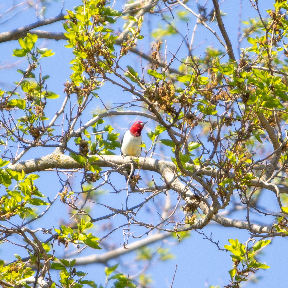 Red-headed Woodpecker - Chrissie Pitterson