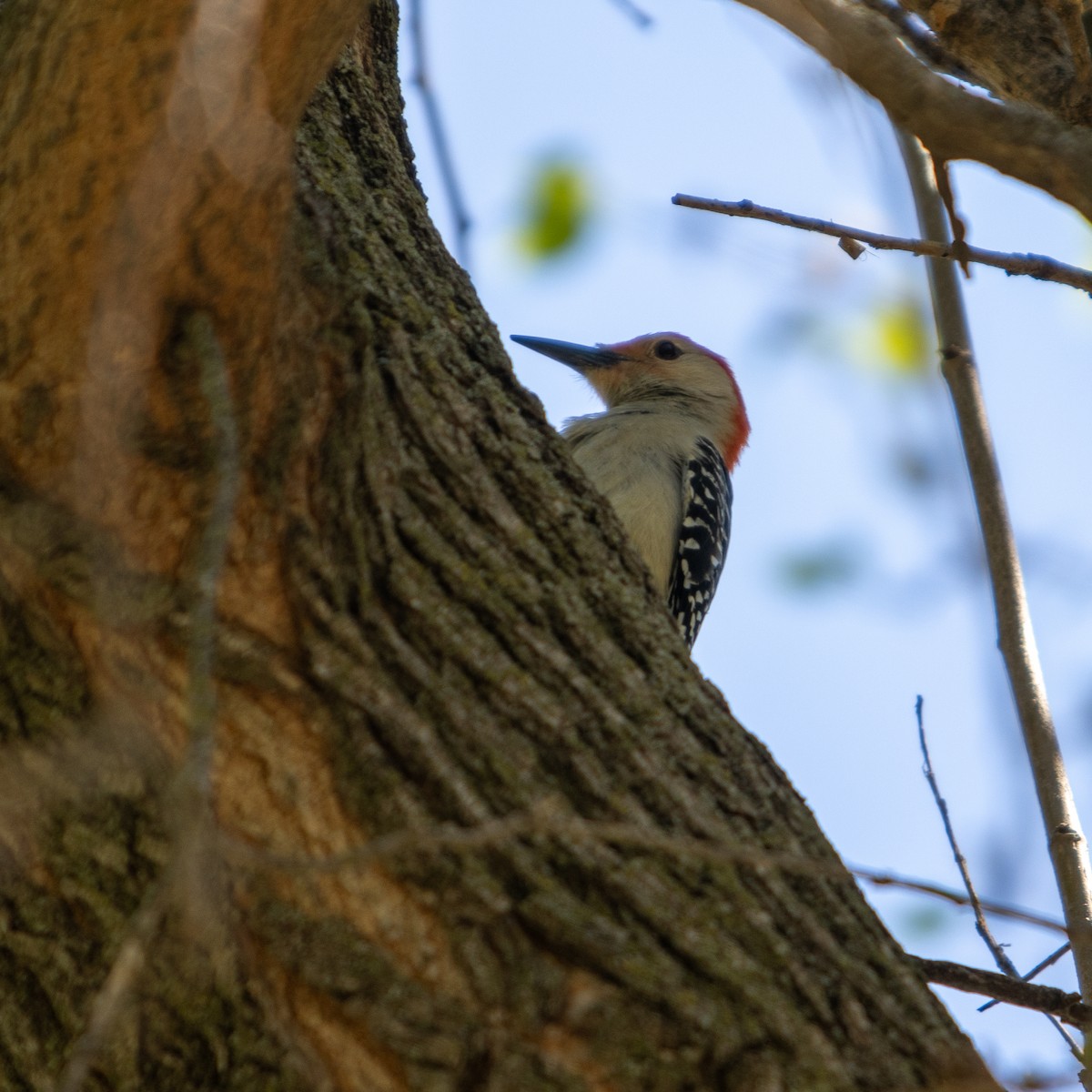 Red-bellied Woodpecker - Chrissie Pitterson