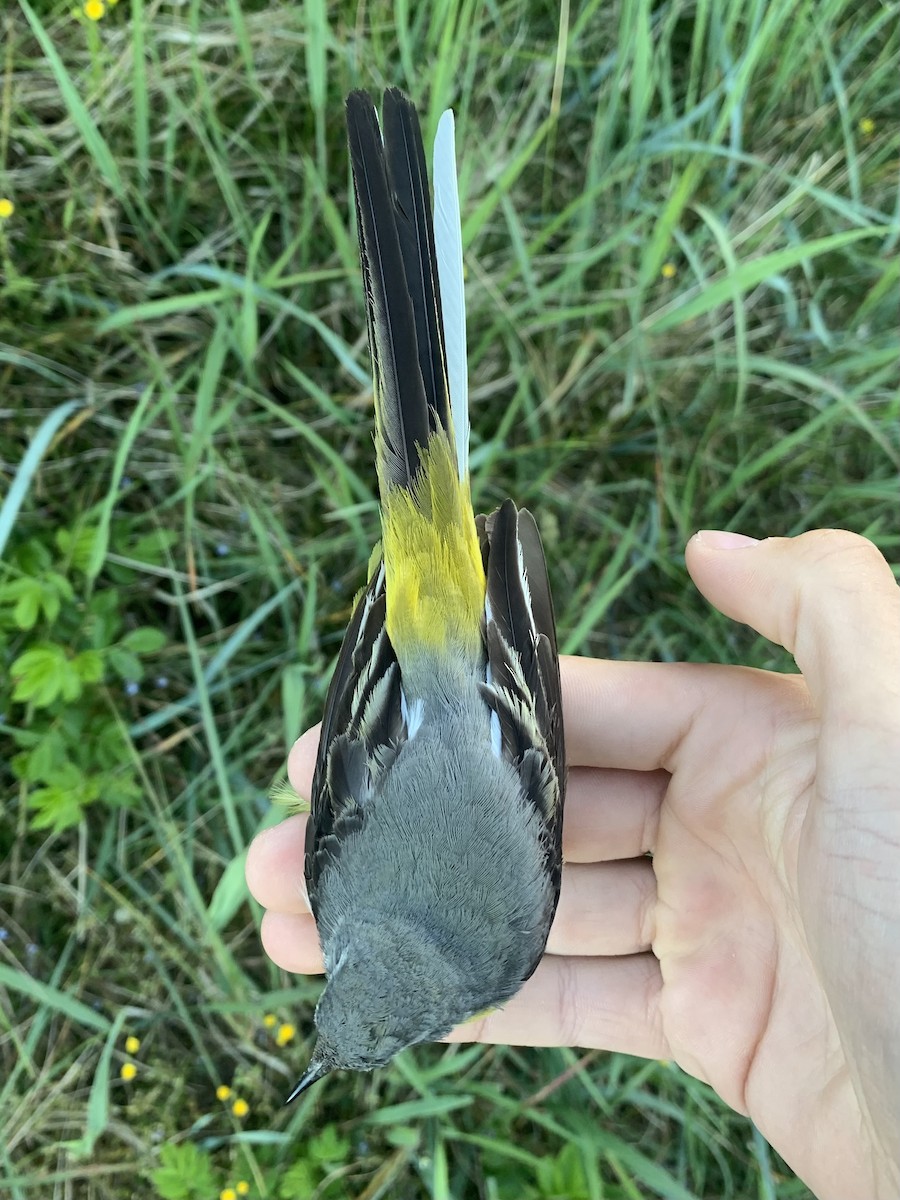 Gray Wagtail - Simon Kiesé