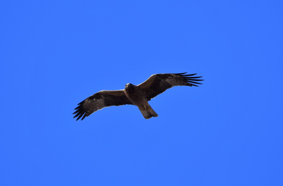 Booted Eagle - Paulo Martins