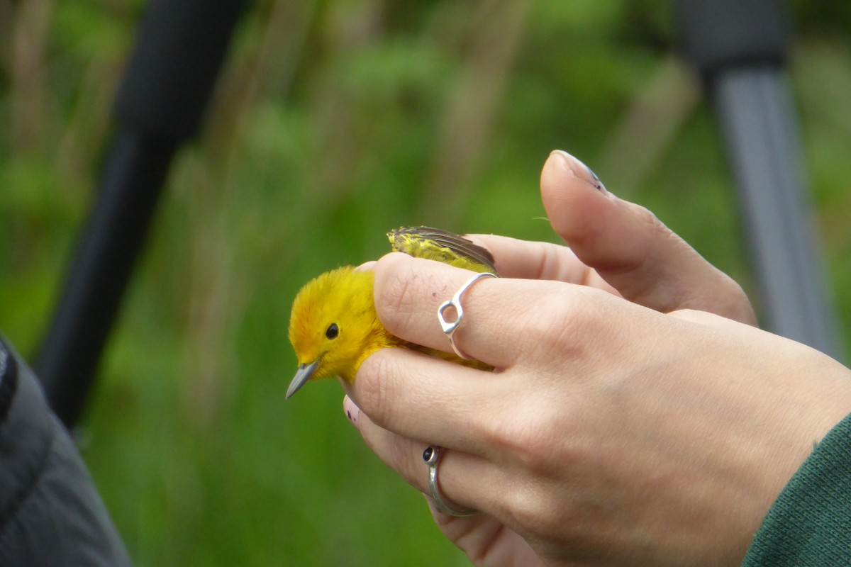 Yellow Warbler - Georgette Larocque