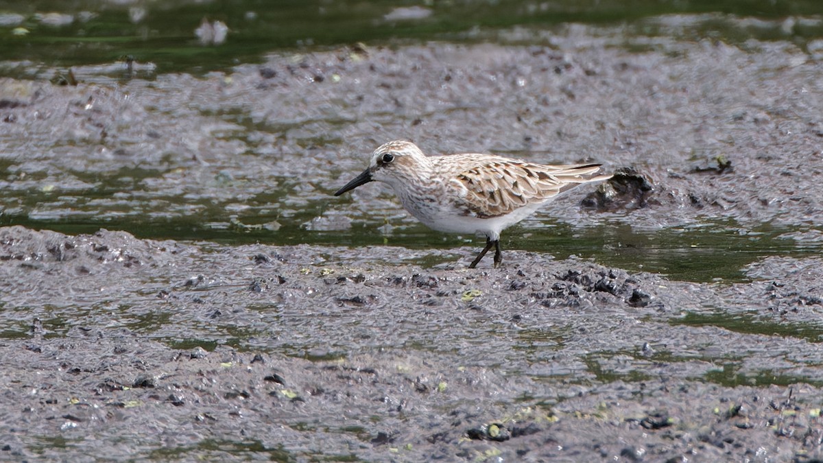 Semipalmated Sandpiper - Bob Scheidt