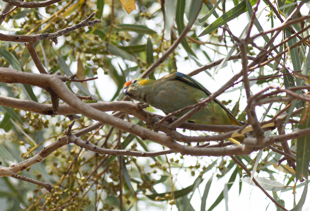 Purple-crowned Lorikeet - Pedro Nicolau