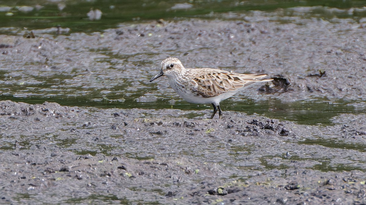 Semipalmated Sandpiper - Bob Scheidt