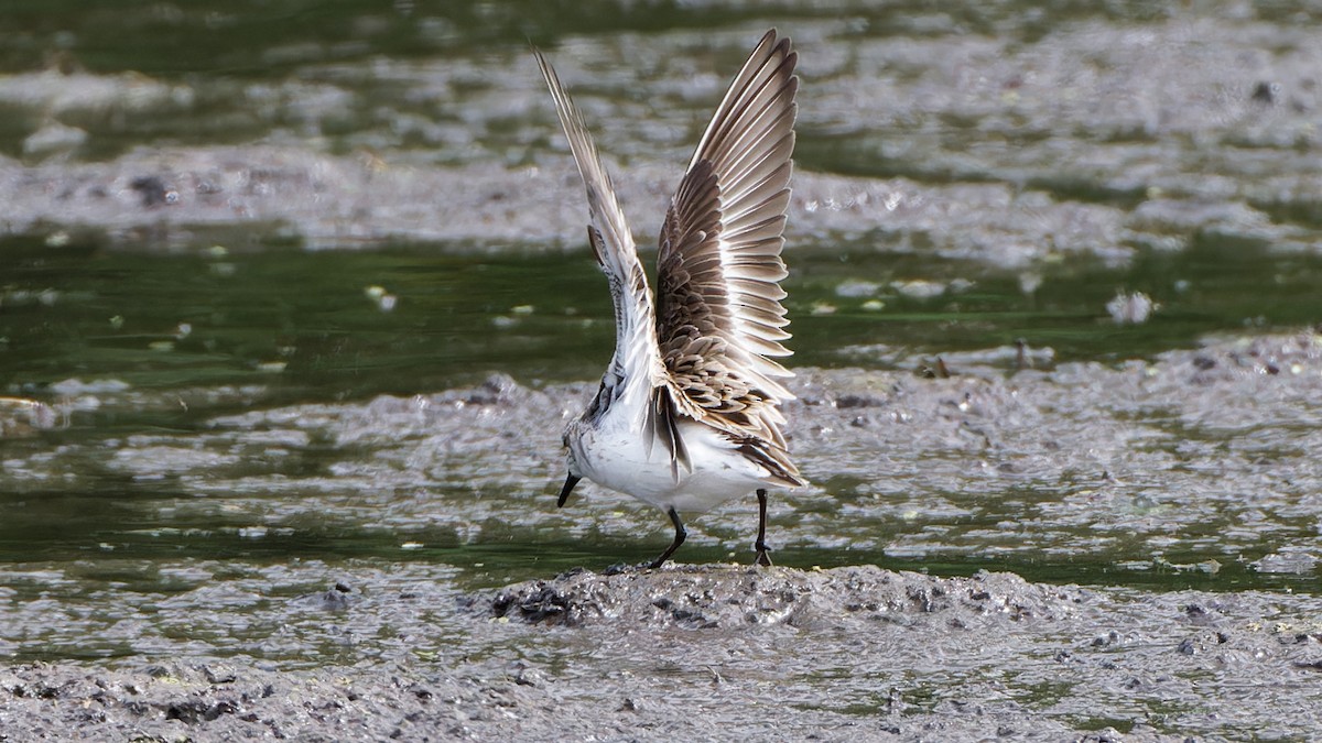 Semipalmated Sandpiper - Bob Scheidt