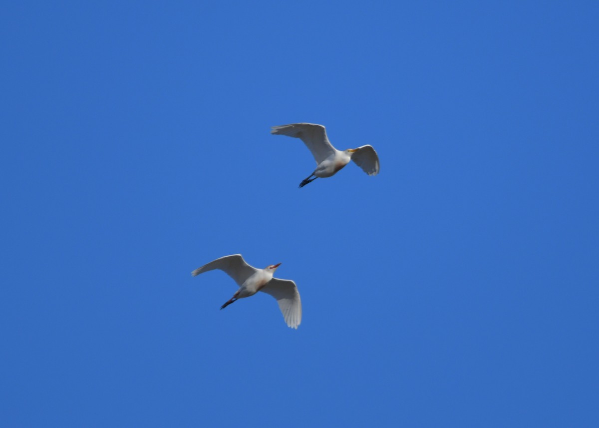 Western Cattle Egret - ML619185889