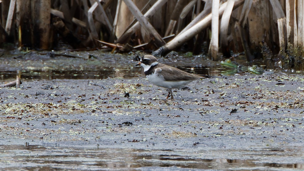 Semipalmated Plover - ML619185891