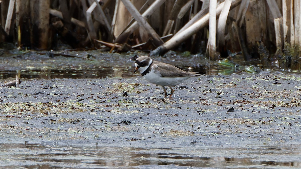 Semipalmated Plover - ML619185892