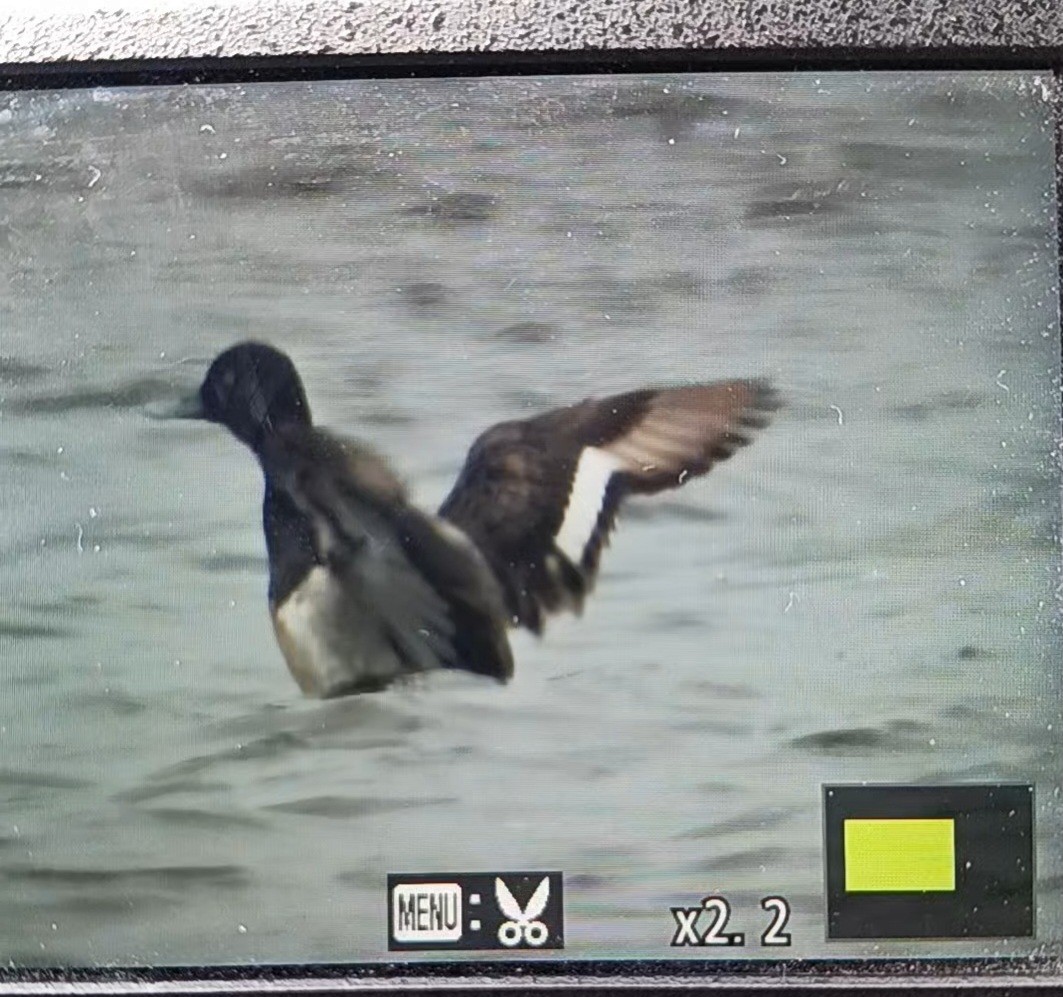 Lesser Scaup - ML619185894