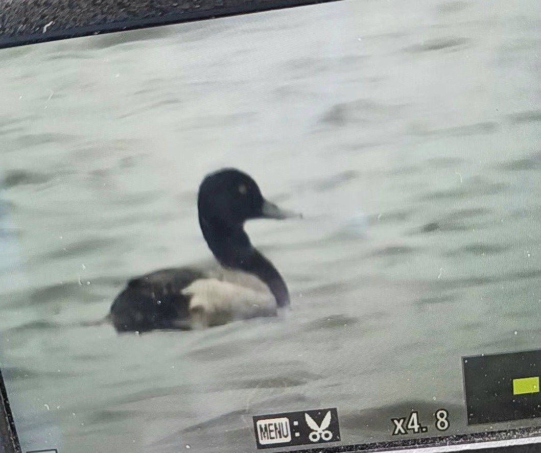 Lesser Scaup - c c