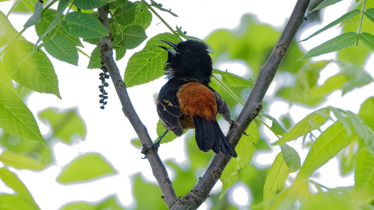 Orchard Oriole - Bob Scheidt