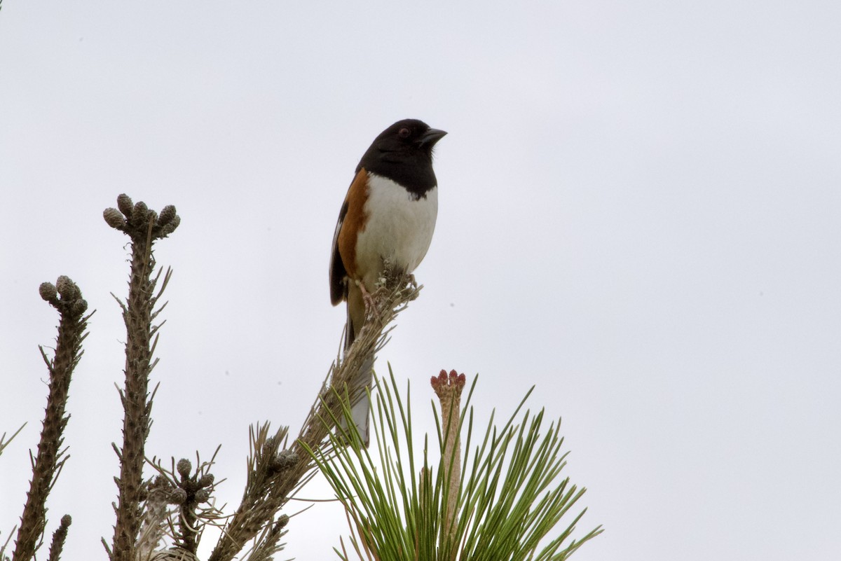 Eastern Towhee - Joel Lowden