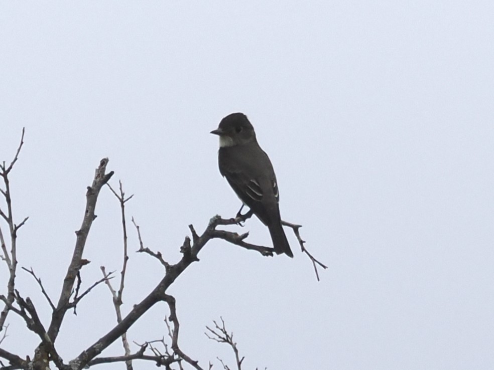 Olive-sided Flycatcher - Vincent O'Brien