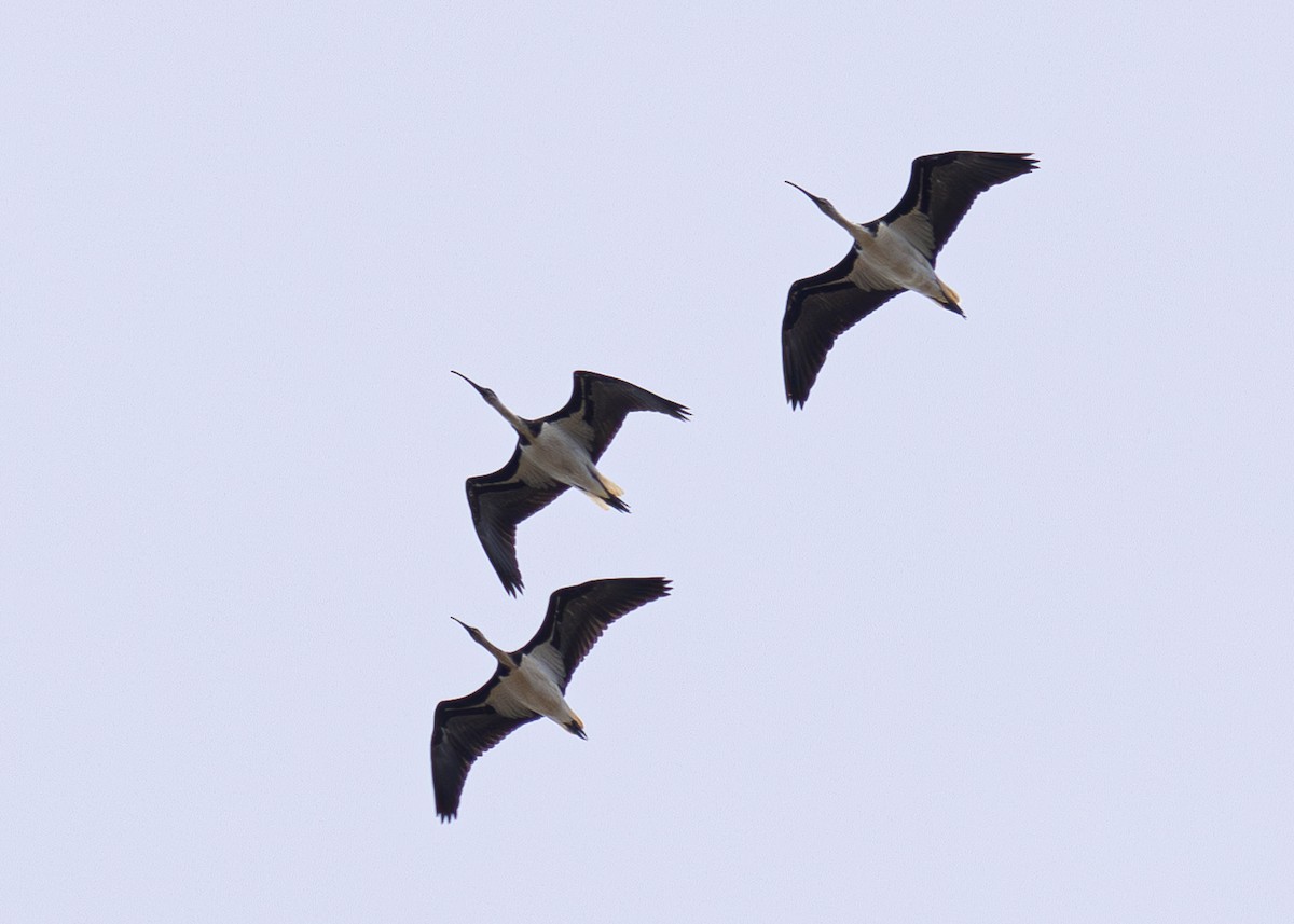 Straw-necked Ibis - Pedro Nicolau