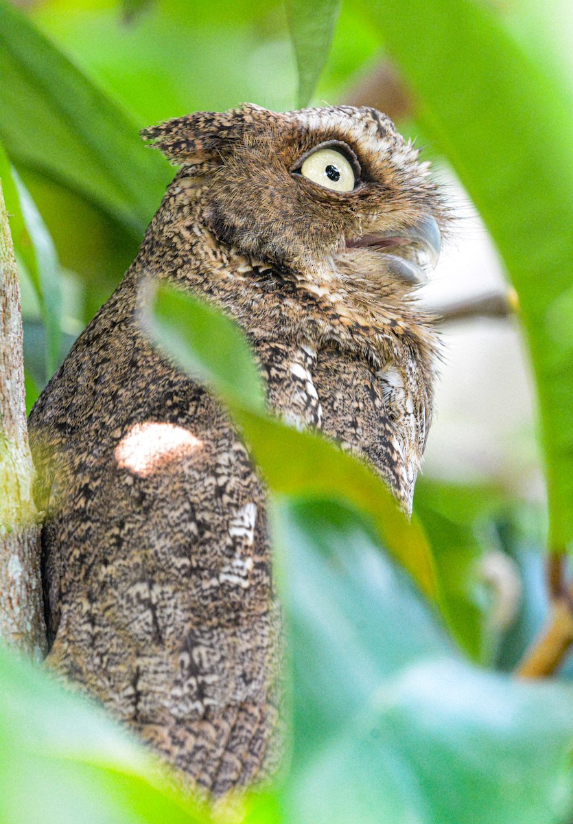 Middle American Screech-Owl - Jeffry Morataya