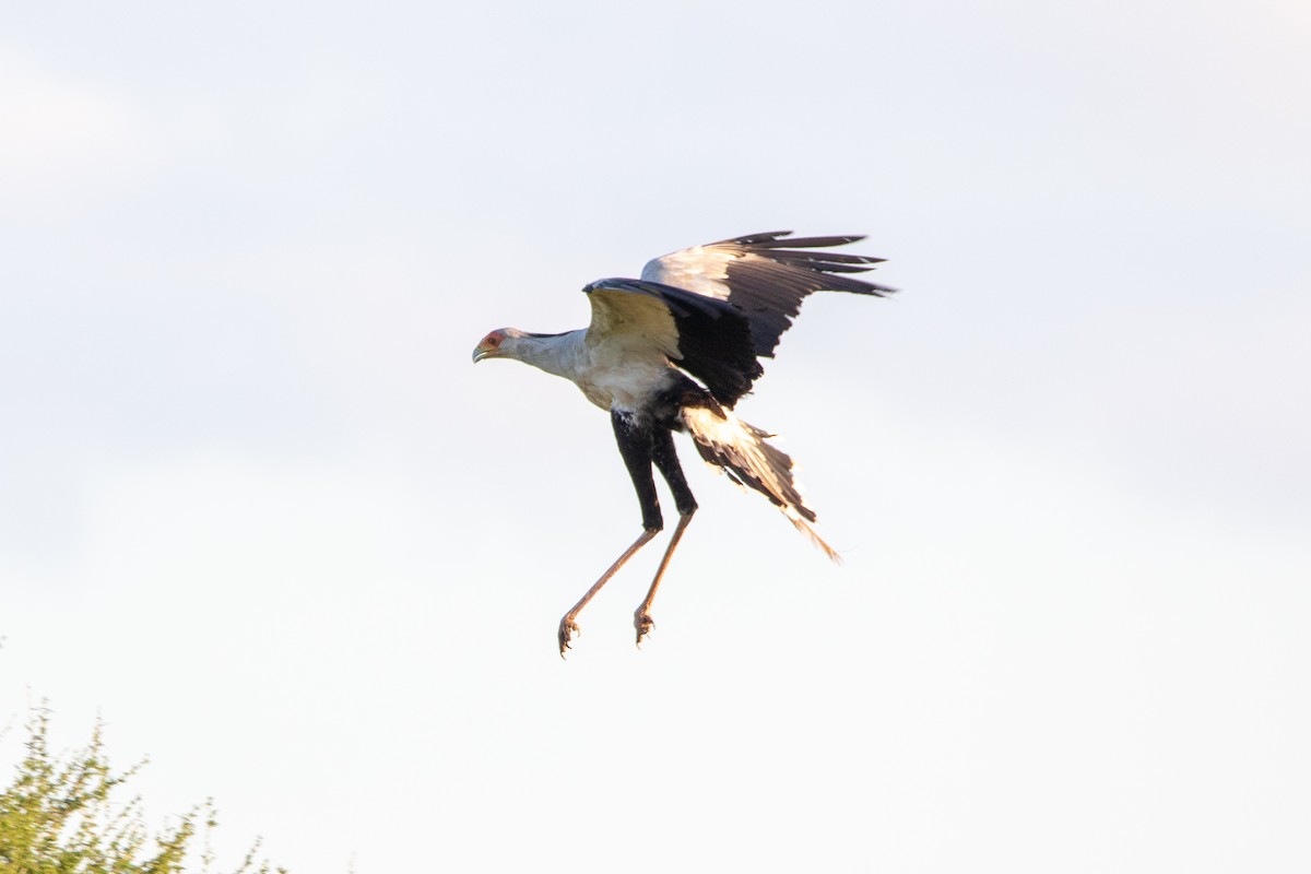 Secretarybird - Nathan Mixon