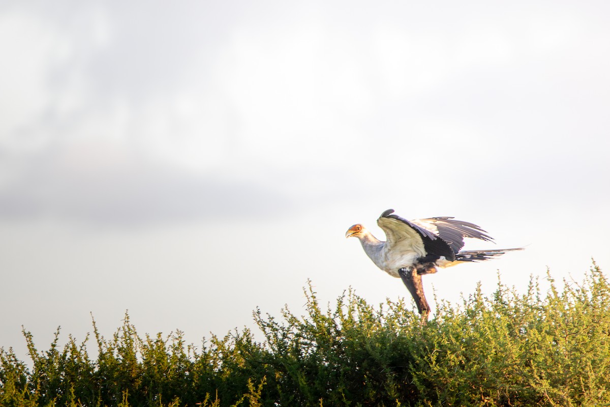 Secretarybird - Nathan Mixon