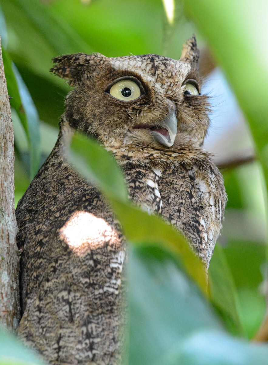 Middle American Screech-Owl - Jeffry Morataya