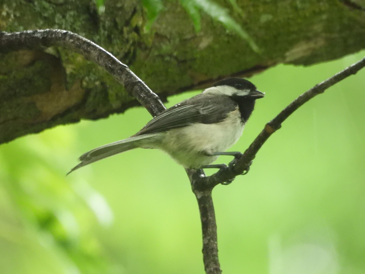 Black-capped Chickadee - Leann Henderson