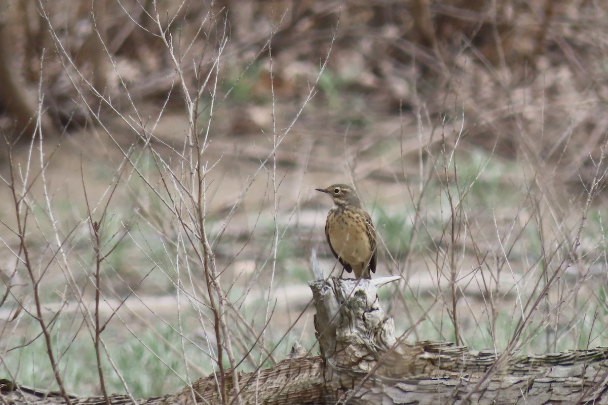 American Pipit - Baxter Naday