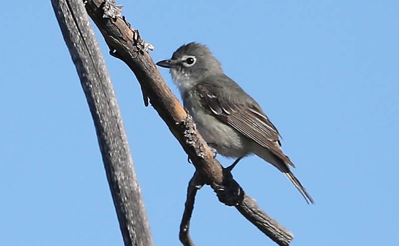 Plumbeous Vireo - Michael Walther