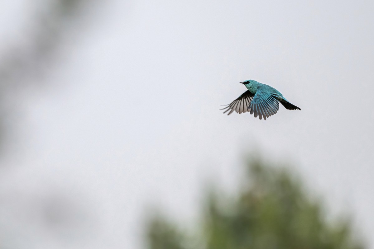 Verditer Flycatcher - Deepak Budhathoki 🦉