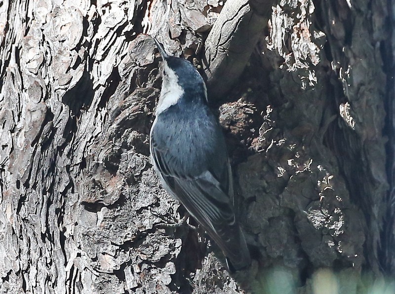 White-breasted Nuthatch - Michael Walther