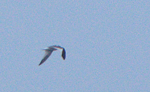 Sabine's Gull - Curtis Marantz