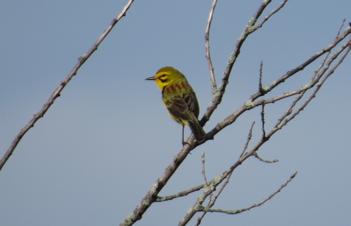 Prairie Warbler - ML619186026