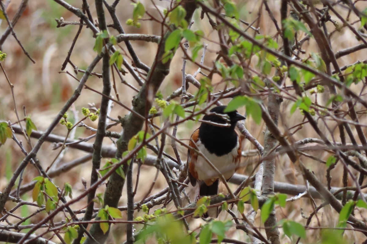 Eastern Towhee - Baxter Naday