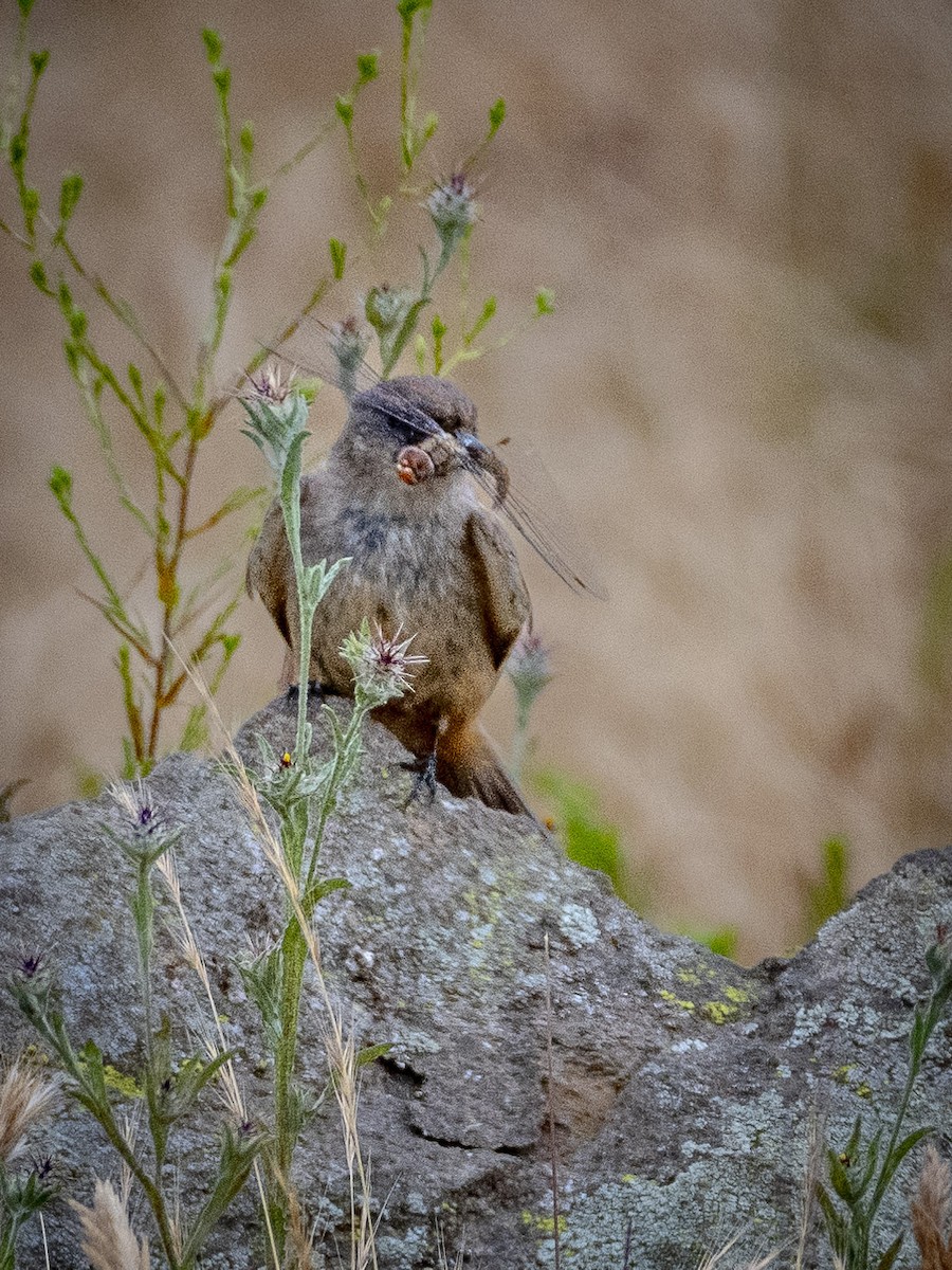 Say's Phoebe - James Kendall