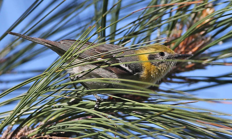 Olive Warbler - Michael Walther
