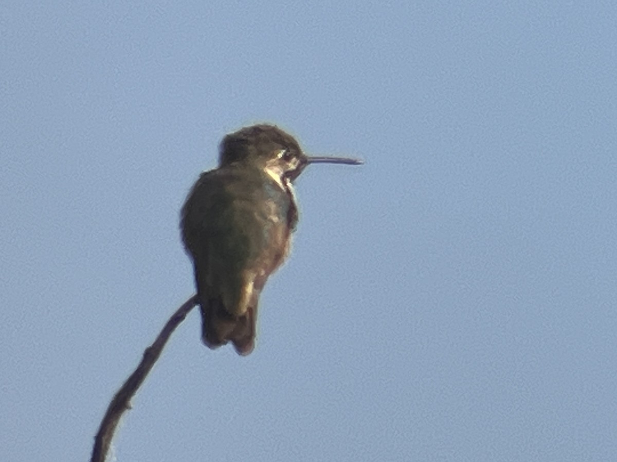 Calliope Hummingbird - Eric Heisey