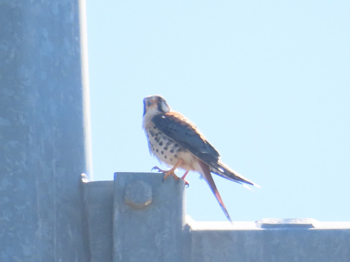 American Kestrel - Karen Richardson