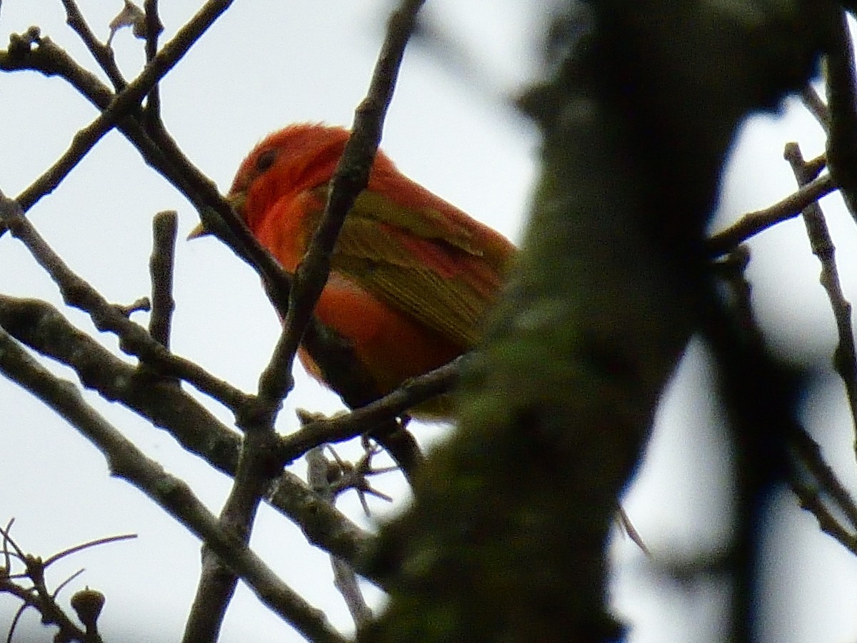 Summer Tanager - Anonymous