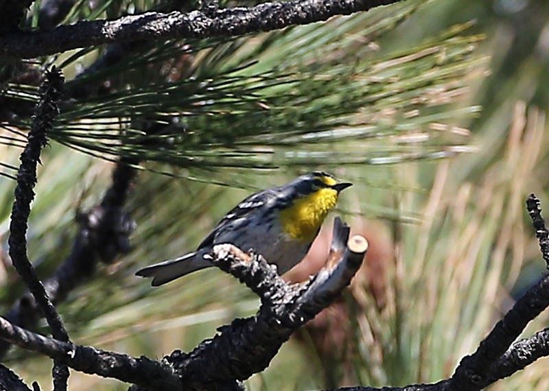 Grace's Warbler - ML619186080