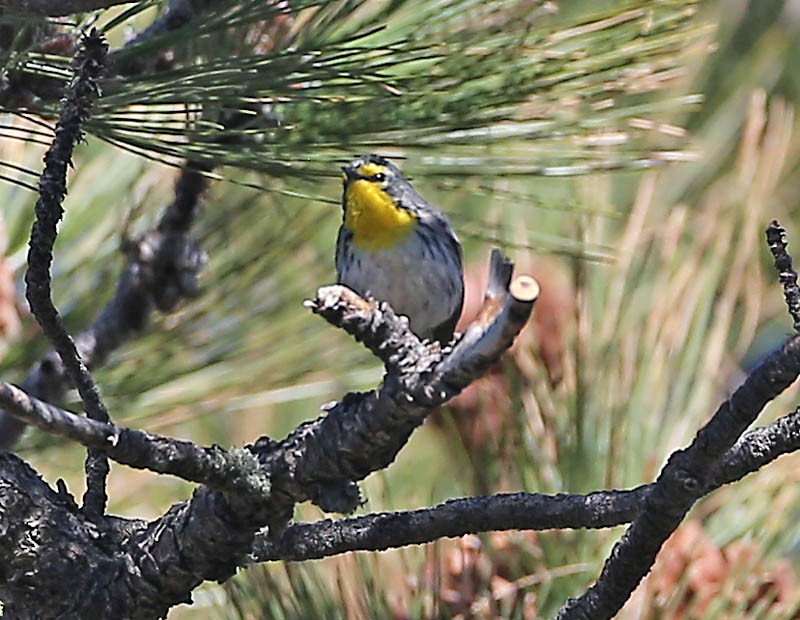 Grace's Warbler - Michael Walther