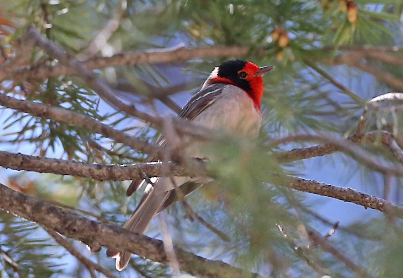 Red-faced Warbler - Michael Walther