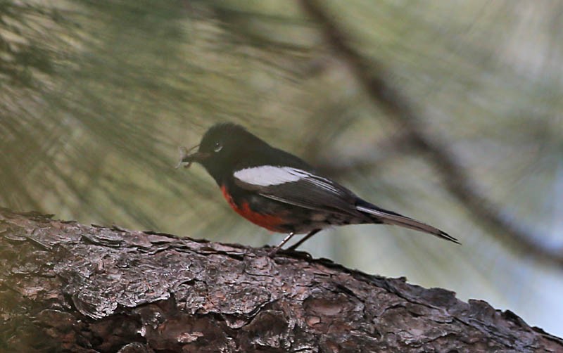 Painted Redstart - Michael Walther