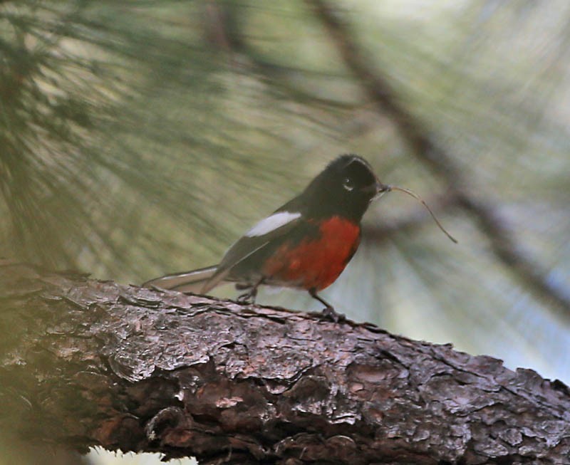 Painted Redstart - Michael Walther